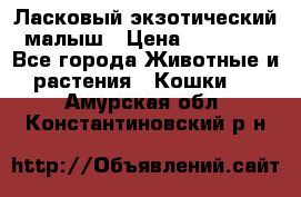 Ласковый экзотический малыш › Цена ­ 25 000 - Все города Животные и растения » Кошки   . Амурская обл.,Константиновский р-н